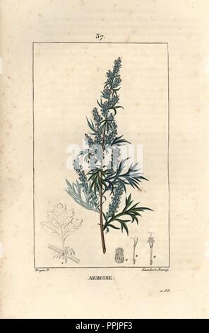 Artemisia o comuni o assenzio, Artemisia vulgaris. Imbianchini Handcolored incisione su rame da Lambert Junior da un disegno di Pierre Jean-Francois Turpin da Chaumeton, Poiret et Chamberet 'La Flore Médicale", Parigi, Panckoucke, 1830. Turpin (17751840) era uno dei tre giganti del botanico francese arte dell'era a fianco di Pierre Joseph Redoute e Pancrace Bessa. Foto Stock