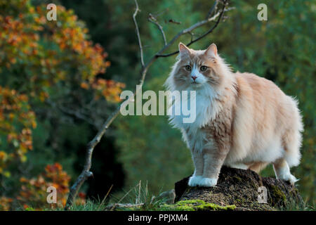 Norvegese delle Foreste maschio in piedi su un log in autunno Foto Stock