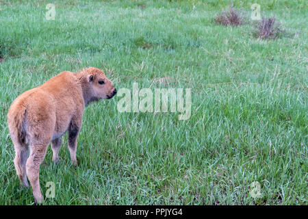 Adorable baby vitello di bisonte mangia e sfiora in erba in primavera nel Parco Nazionale di Yellowstone, Wyoming USA Foto Stock