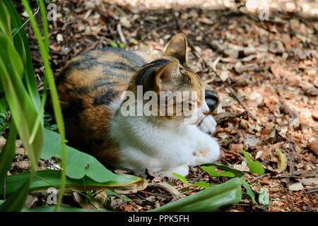 Gatta Calico in un giardino Foto Stock