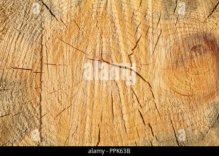 Texture di pino segato close-up. Natura carta da parati in legno Foto Stock