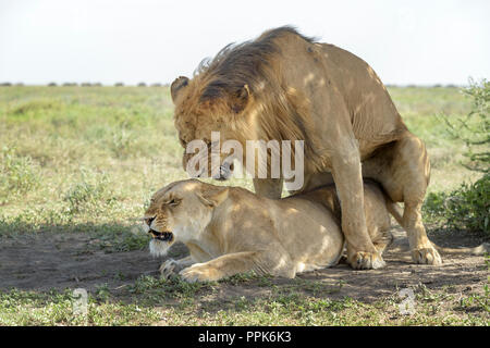 Lion (Panthera leo) coppia coniugata sotto un albero sulla savana, Ngorongoro Conservation Area, Tanzania. Foto Stock