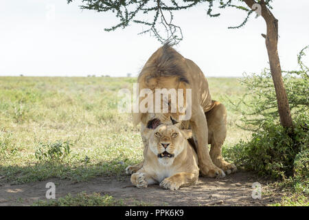 Lion (Panthera leo) coppia coniugata sotto un albero sulla savana, femmina guardando la telecamera, Ngorongoro Conservation Area, Tanzania. Foto Stock