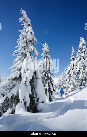 Escursioni invernali con le racchette da neve. Natale innevato paesaggio. Guy a piedi lungo un sentiero in una foresta di montagna. Abeti nella neve Foto Stock