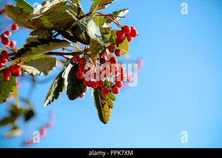 Un sorbo montano svedese albero con il prolifico di bacche rosse su una luminosa giornata autunnale Foto Stock