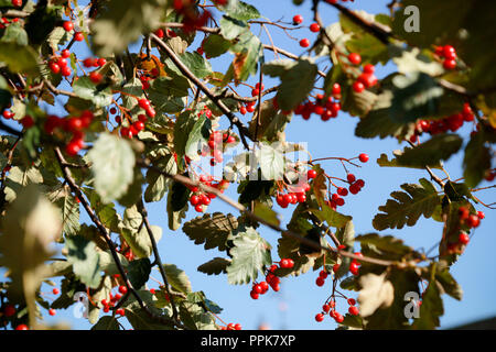 Un sorbo montano svedese albero con il prolifico di bacche rosse su una luminosa giornata autunnale Foto Stock