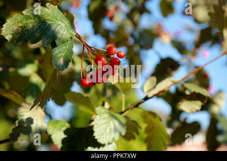 Un sorbo montano svedese albero con il prolifico di bacche rosse su una luminosa giornata autunnale Foto Stock