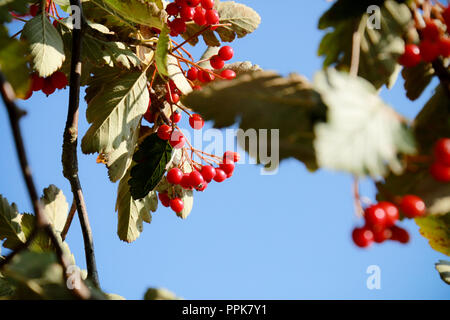 Un sorbo montano svedese albero con il prolifico di bacche rosse su una luminosa giornata autunnale Foto Stock