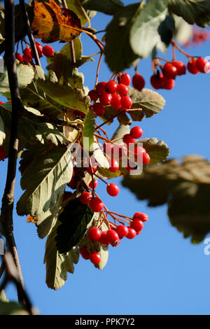 Un sorbo montano svedese albero con il prolifico di bacche rosse su una luminosa giornata autunnale Foto Stock