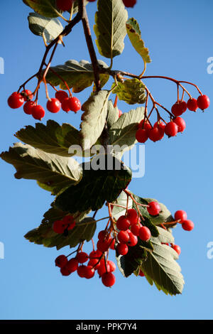 Un sorbo montano svedese albero con il prolifico di bacche rosse su una luminosa giornata autunnale Foto Stock