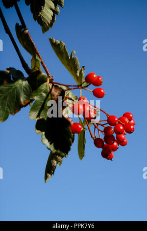 Un sorbo montano svedese albero con il prolifico di bacche rosse su una luminosa giornata autunnale Foto Stock