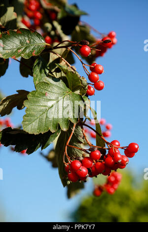 Un sorbo montano svedese albero con il prolifico di bacche rosse su una luminosa giornata autunnale Foto Stock