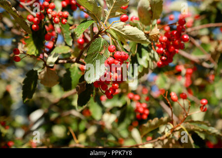 Un sorbo montano svedese albero con il prolifico di bacche rosse su una luminosa giornata autunnale Foto Stock