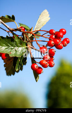 Un sorbo montano svedese albero con il prolifico di bacche rosse su una luminosa giornata autunnale Foto Stock