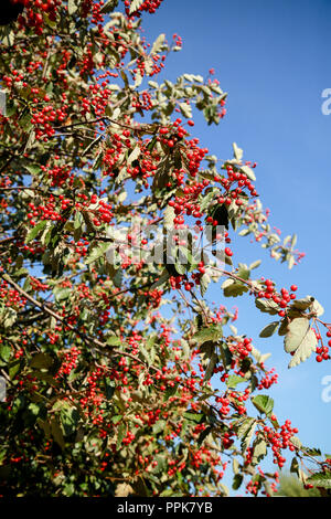 Un sorbo montano svedese albero con il prolifico di bacche rosse su una luminosa giornata autunnale Foto Stock