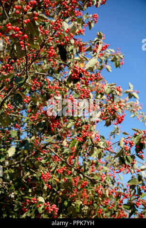 Un sorbo montano svedese albero con il prolifico di bacche rosse su una luminosa giornata autunnale Foto Stock