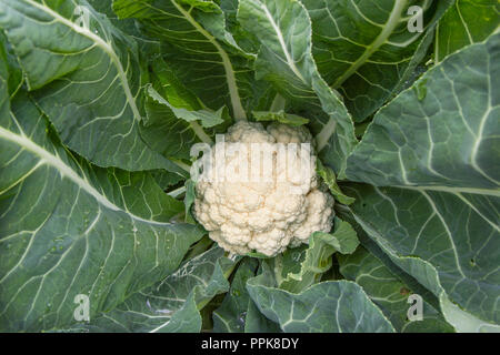 Il cavolfiore cresce sul letto, bianco vegetale. Su plantation autunno Foto Stock