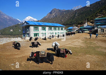 Yak resto nella periferia di Namche Bazaar, Solukhumbu, Nepal Foto Stock