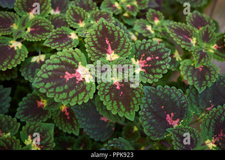 Il fogliame multicolore di Coleus Foto Stock