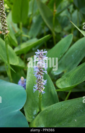 Pontederia cordata Foto Stock