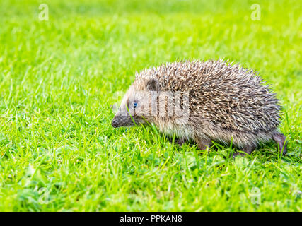Riccio, giovani, selvatici, nativo, hedgehog europea in habitat naturale del giardino sul verde prato. Nome scientifico: Erinaceus europaeus. Paesaggio. Foto Stock