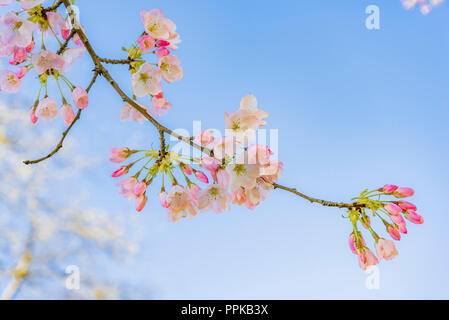Fiori di Ciliegio, Vancouver, British Columbia, Canada Foto Stock