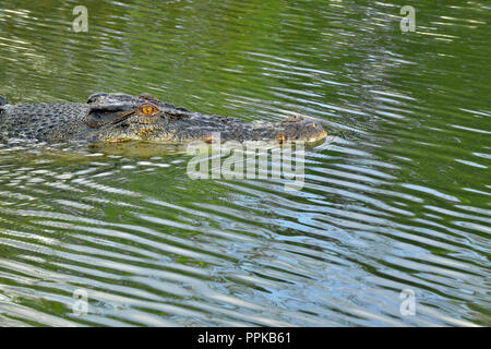 Piscina coccodrillo in East Alligator River, Kakadu, estremità superiore, il Territorio del Nord, l'Australia Foto Stock