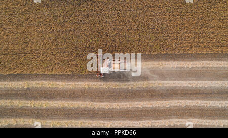 Harvester lavorando nel campo mows e soia. L'Ucraina. Vista aerea. Foto Stock