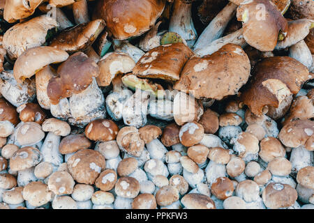 Sfondo naturale da raccolti di fresco di funghi (Boletus edulis) nella foresta in una pila. Foto Stock