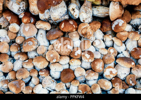 Sfondo naturale da raccolti di fresco di funghi (Boletus edulis) nella foresta in una pila. Foto Stock