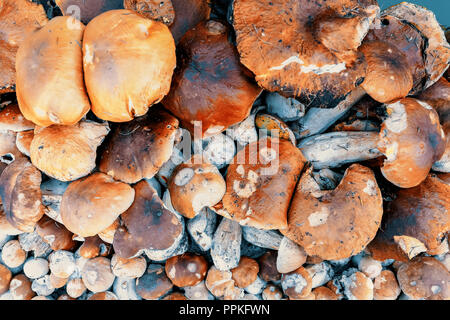 Sfondo naturale da raccolti di fresco di funghi (Boletus edulis) nella foresta in una pila. Foto Stock