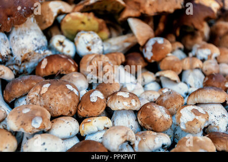 Sfondo naturale da raccolti di fresco di funghi (Boletus edulis) nella foresta in una pila. Foto Stock