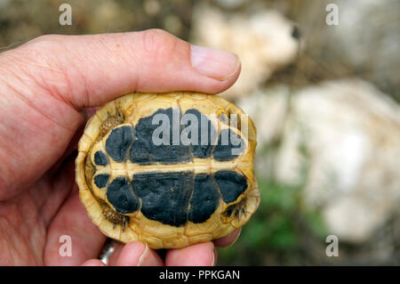 Hermann's tartaruga (Testudo hermanni ) Trepuco, Mahon Minorca, Isole Baleari, Spagna. Foto Stock