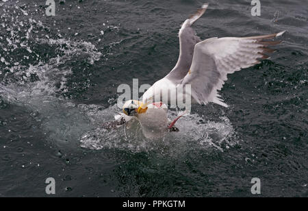 Northern Gannet e aringhe gabbiano in lotta per il pesce Bass Rock REGNO UNITO Foto Stock