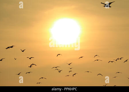 Molti Gabbiani volare contro la Shiny Rising Sun, sullo sfondo della natura Foto Stock