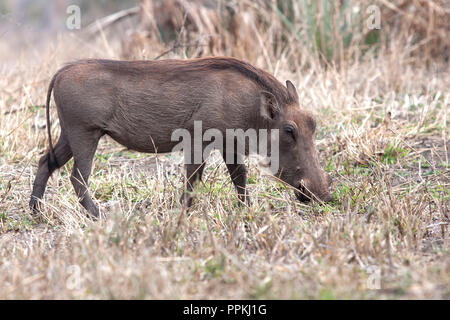 Una verruca Hog foraggi per alimentare in Africa Foto Stock