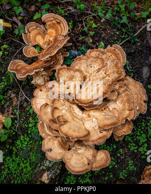 Pollo di boschi funghi Foto Stock