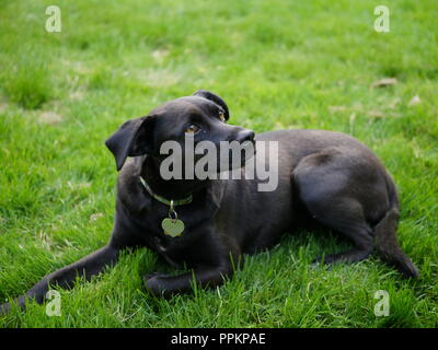 Cucciolo nero in erba Foto Stock