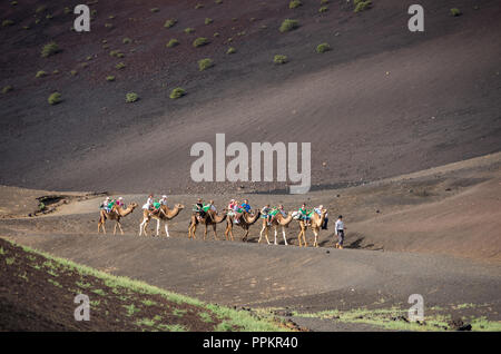 Turismo corse di cammelli in Timanfaya, Lanzarote, Isole Canarie, Spagna. Foto Stock