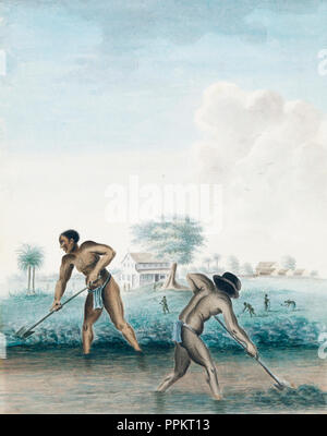 Schiavi al lavoro di scavare un canale di drenaggio a Paramaribo Suriname, circa 1850. Dopo un'opera anonima al Rijksmuseum, Amsterdam, Paesi Bassi. Foto Stock