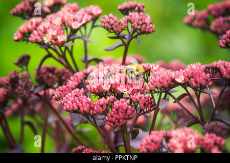 Sedum prominente (Sedum spectabile) nel giardino. Profondità di campo poco profonda. Foto Stock