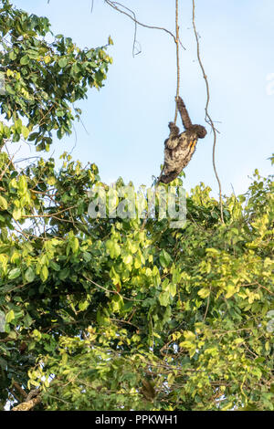 Pacaya Samiria Riserva, Perù, Sud America. Maschio marrone-throated Three-Toed bradipo scendendo da un vitigno. I maschi sono distinguibili dalle femmine becau Foto Stock