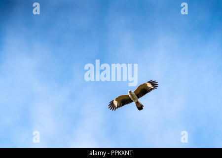 Pacaya Samiria Riserva, Perù, Sud America. I capretti grande Black Hawk in volo. Foto Stock