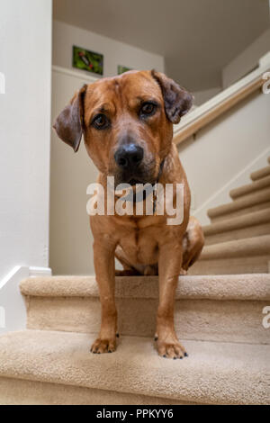 Red Fox (o) Foxred Labrador 'Mitchell' seduta sul pianerottolo di una rampa di scale. Foto Stock