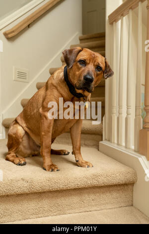 Red Fox (o) Foxred Labrador 'Mitchell' seduta sul pianerottolo di una rampa di scale. Foto Stock