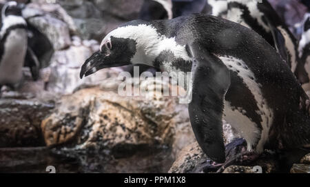 Pinguino africano (Spheniscus demersus) preparare per tuffarsi al Georgia Aquarium di Atlanta, Georgia. (USA) Foto Stock