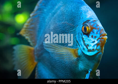 Blu (discus Symphysodon aequifasciatus), un tropicale pesci di acqua dolce da il bacino del Rio delle Amazzoni, all'acquario di Georgia in downtown Atlanta, GA. Foto Stock
