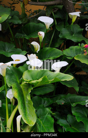 Arum lily (Zantedeschia aethiopica). Leiria, Portogallo Foto Stock