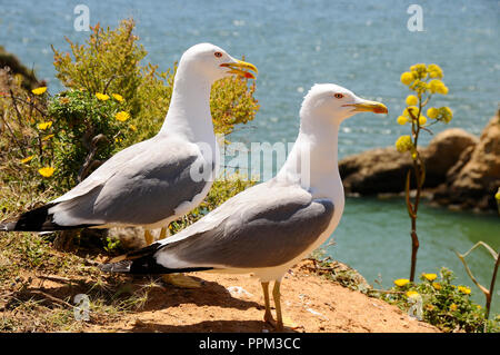 Gabbiani. Algarve Portogallo Foto Stock