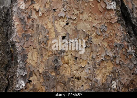 Dipinto di pezzi di un puzzle: Ponderosa Pine corteccia di albero in dettaglio Foto Stock